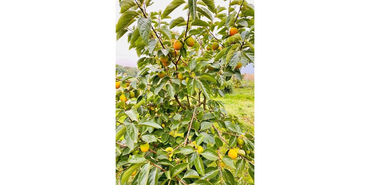 Einfamilienhaus Vettweiß - 7.5 Zimmer, 260 m&sup2;, 389.000&euro; | Angebot:26200569