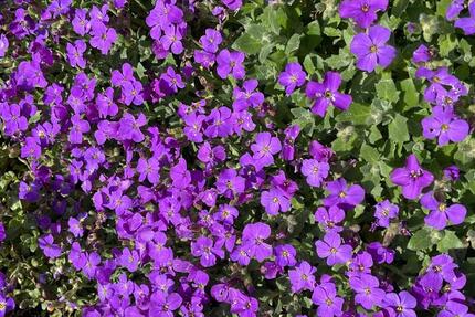 Haus Düren Rölsdorf - 4 Zimmer, 95 m&sup2;, 200.000&euro; | Angebot:26045241