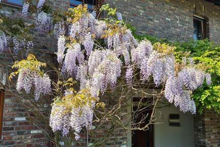 Haus Stolberg (Rheinland) Büsbach - 5 Zimmer, 238 m&sup2;, 595.000&euro; | Angebot:25677449