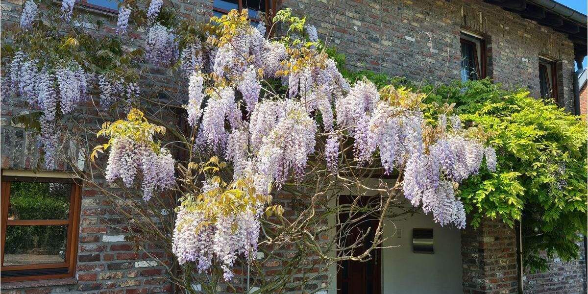 Reihenmittelhaus Stolberg (Rheinland) Büsbach - 5 Zimmer, 238 m&sup2;, 595.000&euro; | Angebot:25677449