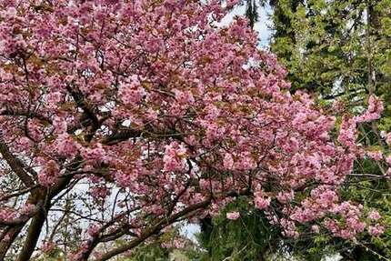 Grundstück Roetgen / Mulartshütte Mulartshütte - 79.500&euro; | Angebot:22937182