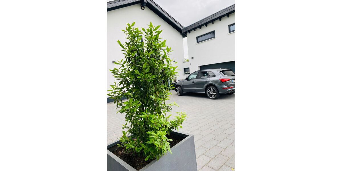 Audi Q5 195.000 km 17.500 &euro; Monschau 52156