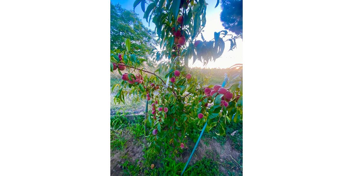 Einfamilienhaus Vettweiß - 8 Zimmer, 260 m&sup2;, 389.000&euro; | Angebot:25844064