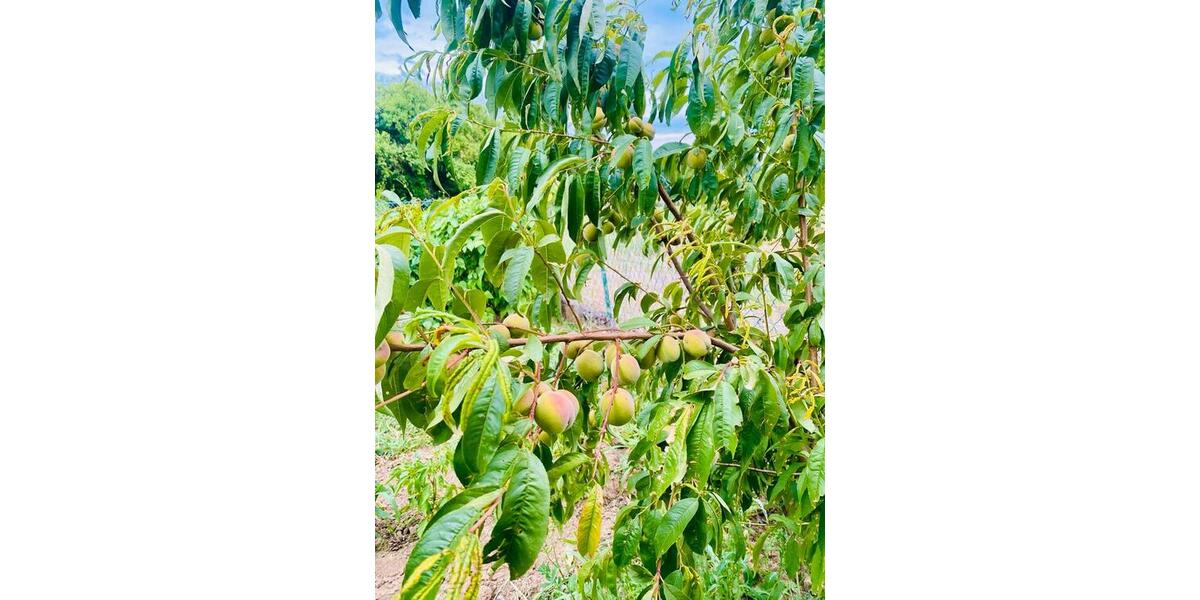 Einfamilienhaus Vettweiß - 7.5 Zimmer, 260 m&sup2;, 389.000&euro; | Angebot:26200569